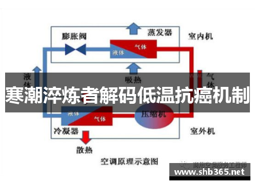 寒潮淬炼者解码低温抗癌机制